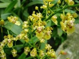 Oncidium trulliferum