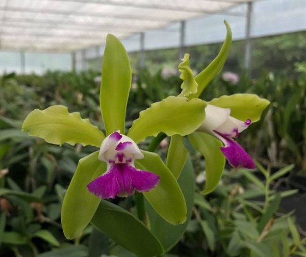 Cattleya leopoldii var. Semi Alba