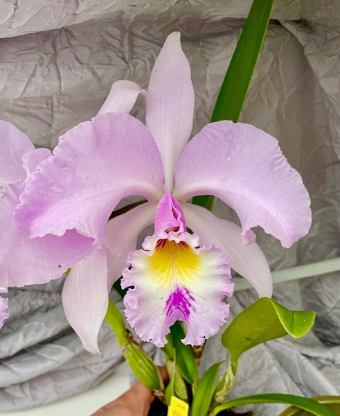 Cattleya gaskelliana "Alba" x C. Hardyana "Semi Alba"