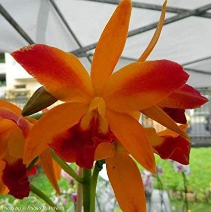 Lc. Tropical Trick "#2"