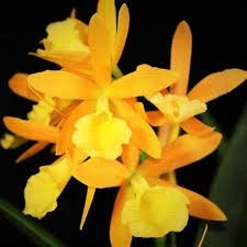 Cahuzacara (Blc.) Hsinying Naranja