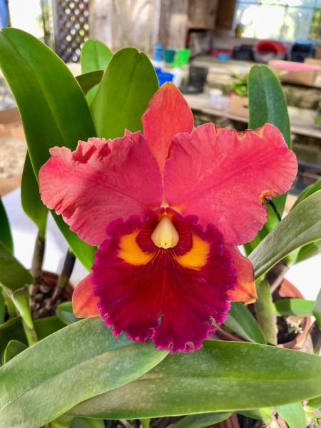 Blc. (Edisto x Chunyeah) "Vermelha"