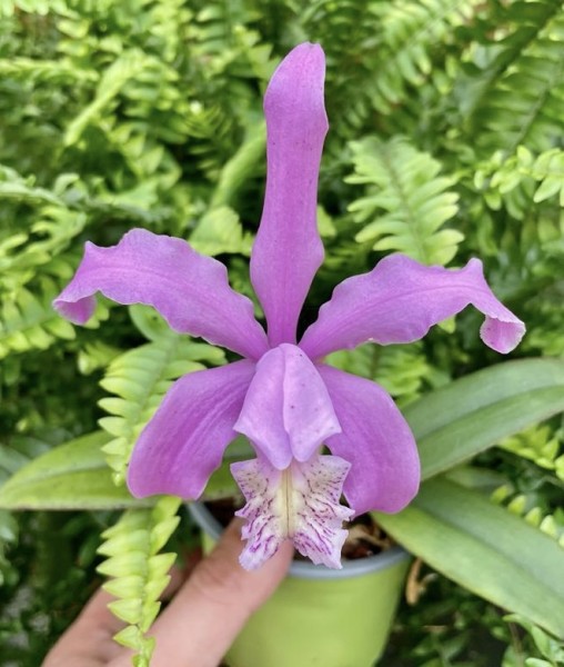 Cattleya kerrii x Cattleya schilleriana