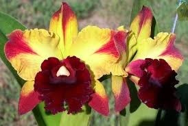 Blc. (Rlc.) Toshie Aoki "Starburst" AM/AOS