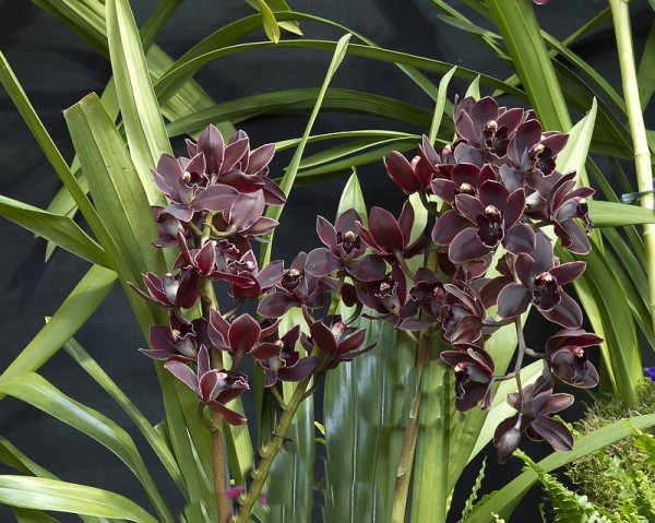 Cymbidium Cali Night
