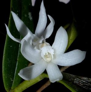 Dendrobium ostrinum