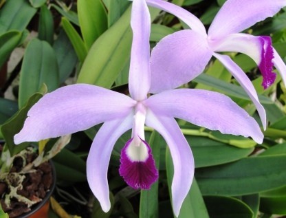 Laelia perinii