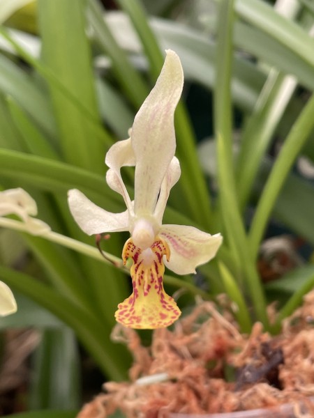 Vanda lamellata "Yellow" x Holcoglossum wangii
