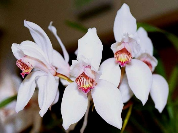 Cymbidium erythrostylum