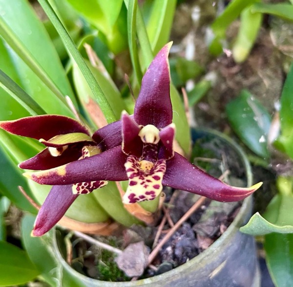 Maxillaria tenuifolia "Black"