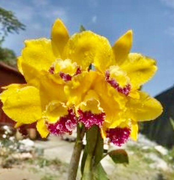 Rlc. Kinmen Dawushan