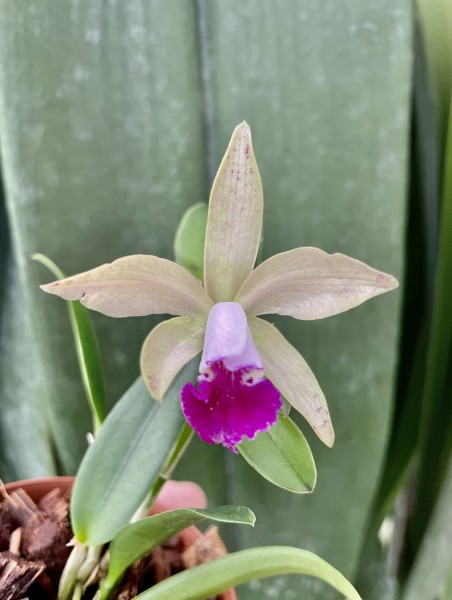 Cattleya Mariechen x Interglossa