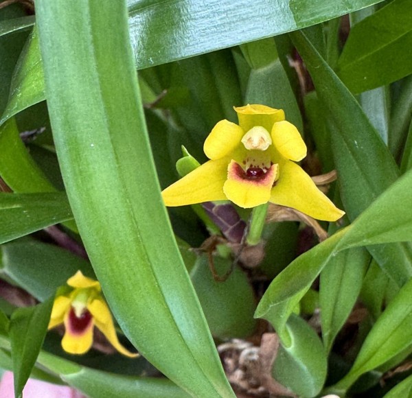 Maxillaria variablis "Yellow"