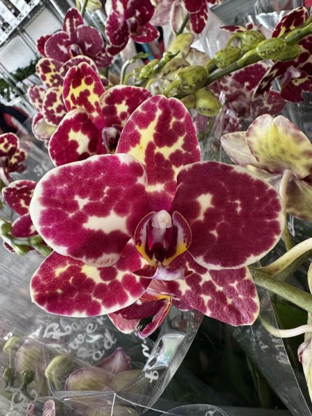 Phalaenopsis I-Hsin Adzuki Bean