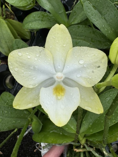 Phalaenopsis Allura "Diamond Star"