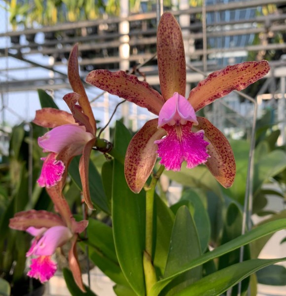 Cattleya x dayana (guttata x forbesii)