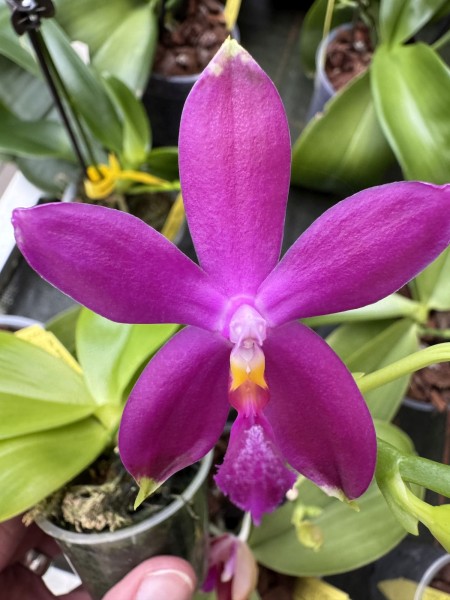 Phalaenopsis tetraspis "Greyblue" x Gene´s Summer Violet "Indigo"