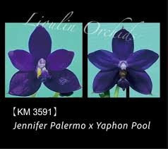 Phalaenopsis Jenniffer Palermo x Yaphon Pool