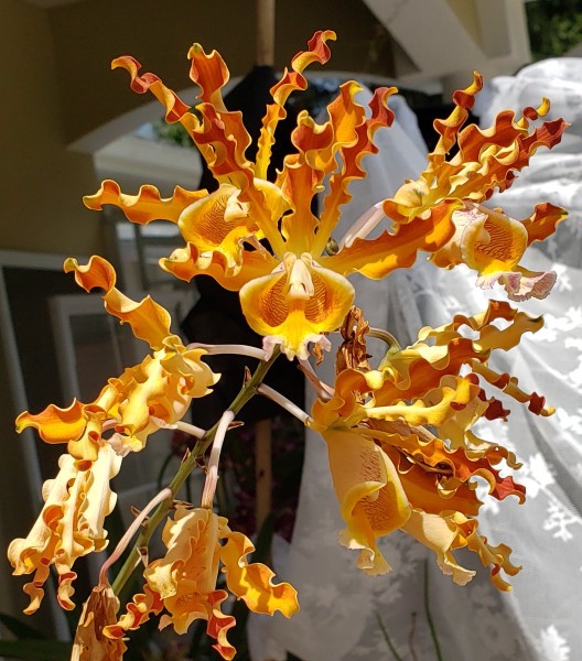 Schomburgkia brysiana