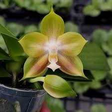 Phalaenopsis Mituo Reflex Dragon "Allura"