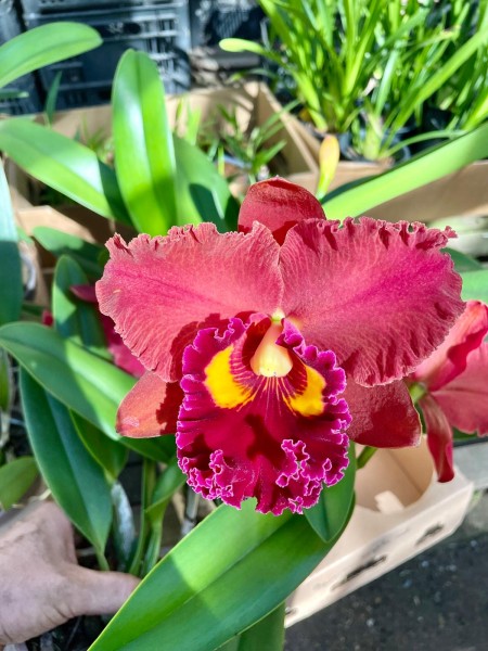 Blc. Miriam Suzuki "Red"