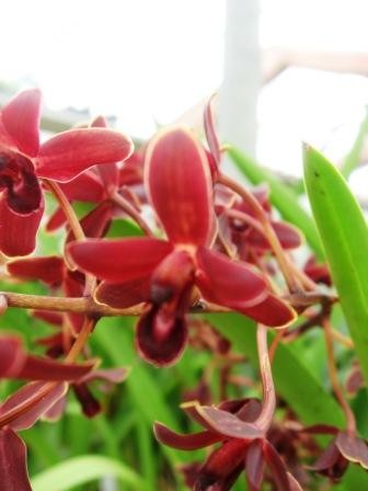 Cymbidium Little Black Sambo "Black Magic" AM/AOS