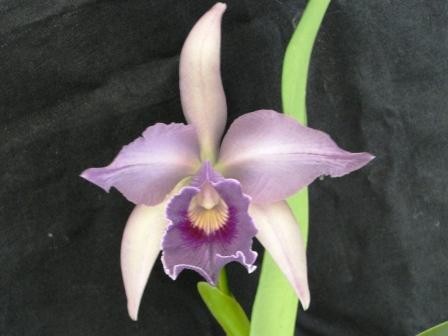 Lc. Canhamiana