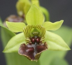 Dendrobium convolutum