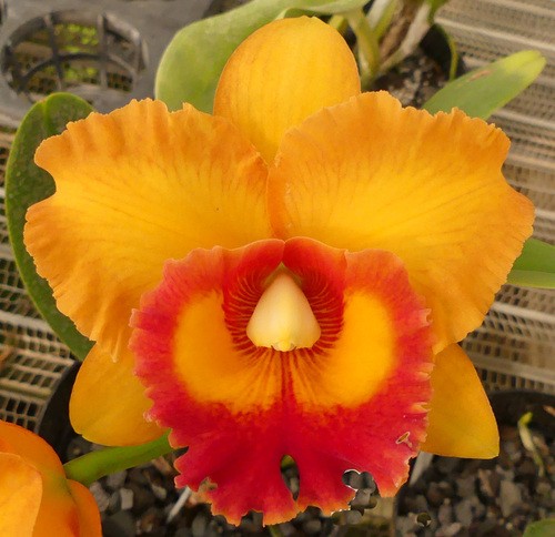Blc. Nakornchaisri Delight "Mr. Yen"