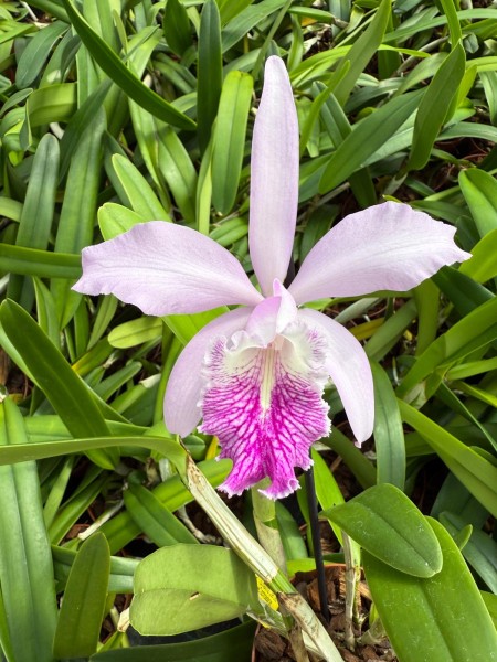 Cattleya maxima var. Coerulea x Cattleya schroederae